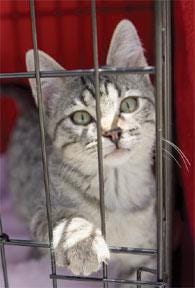 CHIEFTAIN PHOTOS/NATHAN PAPES A cat waits to be adopted Saturday at during the Pueblo Animal Shelter's adoption fair.