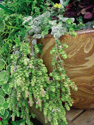 Maureen Gilmer/Scripps Howard News Service
New varieties of ornamental oregano offer both culinary cuttings and visually attractive garden plants.