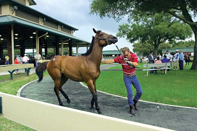 Ashley Barnett muestra a Princess Maayan, #122, consignada por Tag-Tam Farms durante la venta de caballos de dos años y de edad para carreras en el Ocala Breeders’ Sales en Ocala. El evento se extendió por dos días y el total de ventas sobrepasó los $7.5 millones.