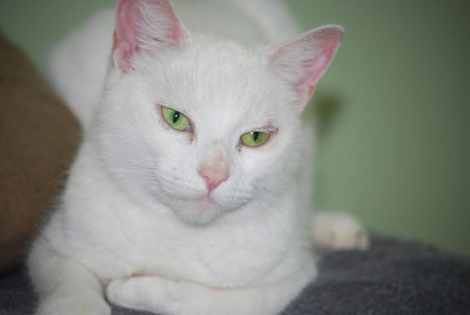 Wicker, a 1-year-old white cat, is available for adoption at Standish Humane Society in Duxbury. Call 781-834-4663.
