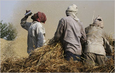 Migrant workers thresh wheat in the Indian state of Punjab. The government raised the regulated price for wheat to reduce imports.