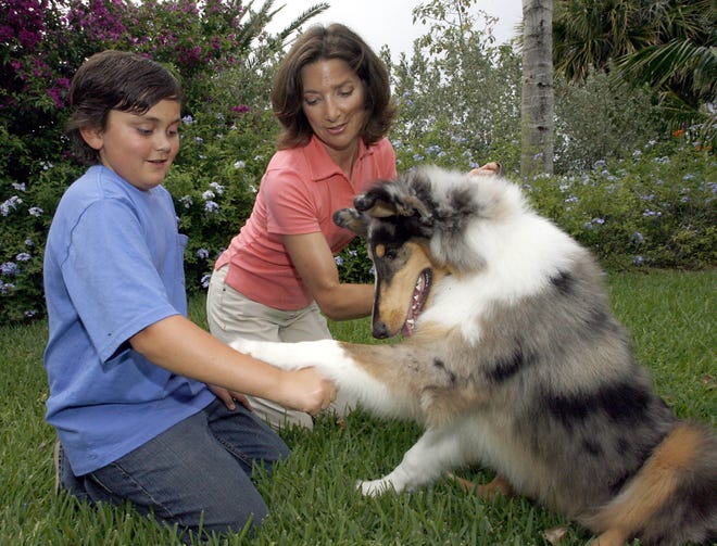Trixtan, a Blue Mural Collie, responds to a command given by 11-year-old Myles Blane, left, as dog trainer Amy Robinson gives instructions at his home, in Vero Beach, Fla., Wednesday.