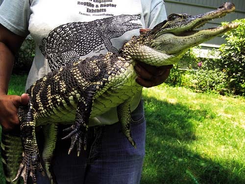 Marla Isaac holds up her new pal, an unnamed 4-foot long alligator. The reptile was captured in Hyannis last month.