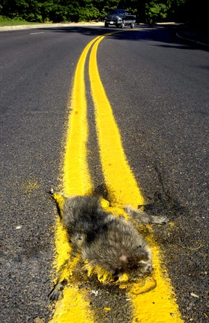 A dead animal, apparently striped by a road crew, lies Wednesday on East Frye Ave. near Glen Oak Park lagoon.
