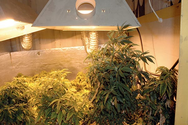 This evidence photo was taken from inside an underground marijuana growing operation uncovered in Silver Springs.