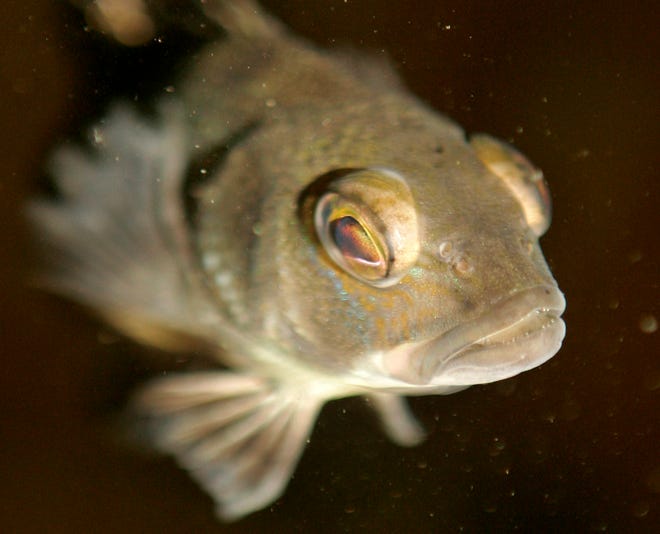 The Marine Biological Laboratory in Wood’s Hole was to release 5,000 sea bass into an underwater dome in Buzzards Bay.