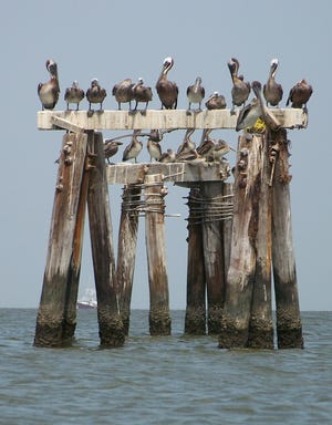 Brown pelicans line the remnants of the Grand Isle State Park fishing pier Saturday afternoon. A park spokesperson said repairs to the pier are expected to be complete later this year after Hurricane Katrina destroyed it.