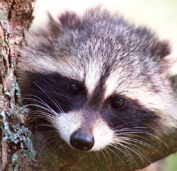 A young raccoon hangs out in the late afternoon in a Barnstable tree waiting for nightfall. 6/24/99 steve heaslip