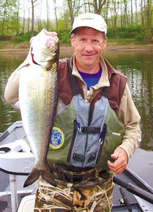 Will Stryeski, a fishing guide on the Delaware River out of Shawnee, shows off a shad he caught this spring.