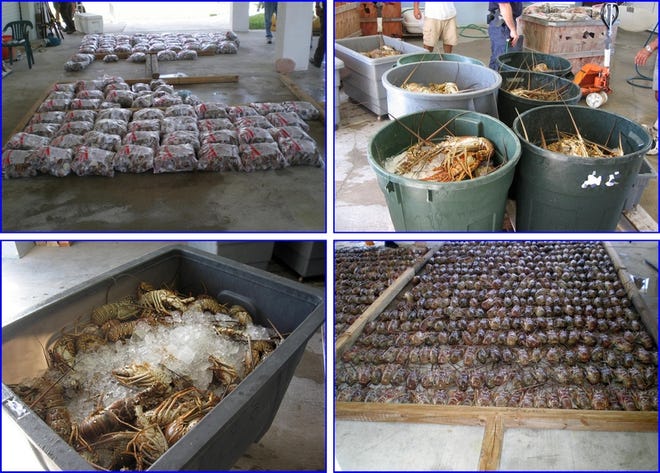 COURTESY PHOTO / U.S. ATTORNEY OFFICE
A composite photo shows some of the more than 6,000 spiny lobsters a Florida 
Keys commercial fisherman is charged with poaching. Authorities say he 
poached in a marine sanctuary and damaged coral and sea grasses.