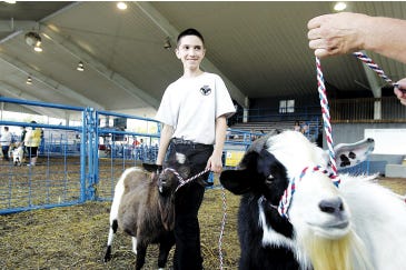 Photo by Kelly Hill/New Jersey Herald
The Myotonic Goat Show was held all day in the Toyota Livestock Pavillion at the New Jersey State Fair on Saturday. Rich Rober, of Phillipsport, N.Y., waits with his mother, Lori, and their 2-year-old bucks, Nestle and Zorro, before his class begins. They took third and fourth place in the 2-year-old buck class.
