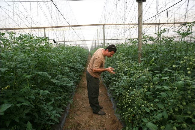 Doron Ovits checks his tomato plants.