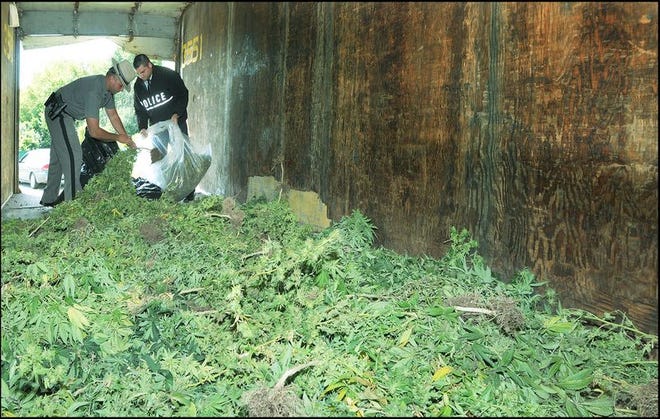 State Police investigator Vincent DeLango (right) and trooper Joseph Santopietro bag 400 marijuana plants which were seized from a home in Greenville on Sept. 10, 2008. Photo taken Sept. 11, 2008.