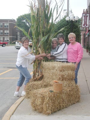 Antique Days decorating started Thursday night, Sept 11, 2008, in Aledo on all the street corners in downtown Aledo. Tying corn stocks to a light pole, from left are Aledo Main Street volunteers JoAnn Blaser, Cam Otten, Oz Karch and Janice Hall.