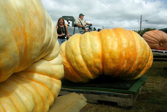 EJ Hersom/Staff Photographer 
Bill rodonis moves a giant pumpkin with a forklift Saturday at the Rochester Fair. In front is pumpkin contestant Angela Squires.