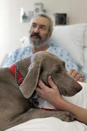 Stella, a 4-year-old weimaraner, visits patient Ken Jellings of Rockford at OSF Saint Anthony Medical Center in Rockford.