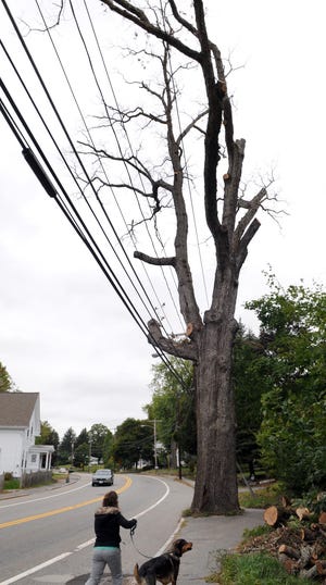 A woman and her dog walk by the partially cut tree at 49-51 Main St. (Rte. 140) in Upton yesterday, after National Grid officials stopped the cutting to make sure the wires aren't damaged in the process.