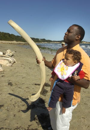Holding his 8-month-old son, Samuel, Tony Brown inspects one of the whale’s bones.