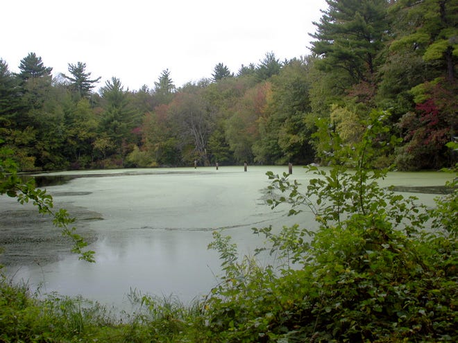 Pickles Pond, located at the end of Cottage Street, inspired the setting for a grisly murder in P.D. LaFleur's book "Mill Town."