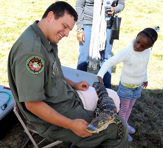 Niyah Coffield pets an alligator held by Lance Wagner of 
Rainforest Reptile Shows during the Walpole Lions Club's ninth annual field day at Adams Farm on Saturday.