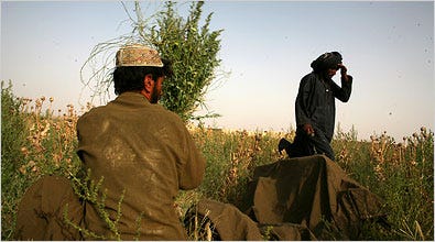 Poppies covered a field in Garmser District, after American marines had uprooted drug smugglers and the Taliban from the area.