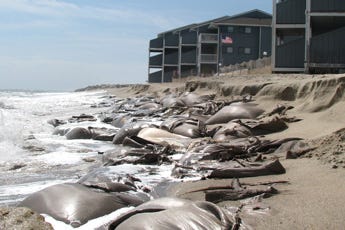 Sandbags at The Riggings in Kure Beach lie exposed after beach erosion caused by Tropical Storm Hanna in early September and a no-name story two weeks later.