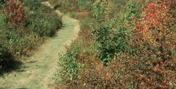 The wide, grassy trail to Warnertown in State Game Land 127 is lined with goldenrod.