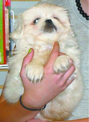 A Pekingese nearly identical in appearance to this one was stolen from Pet Connection in the Fox Run Mall on Monday night.