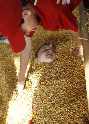 Robert Richter, 11, of Kingston buries his brother John Richter, 7, in a pile of corn kernels at Sauchuk Farm in Plympton earlier this week.