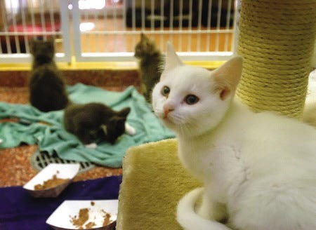 A group of kittens at the Stratham SPCA.