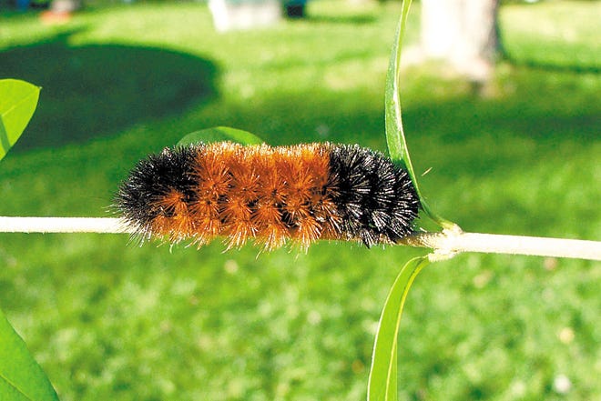 Wooly bear caterpillars clash with scientists, predicting a milder winter.