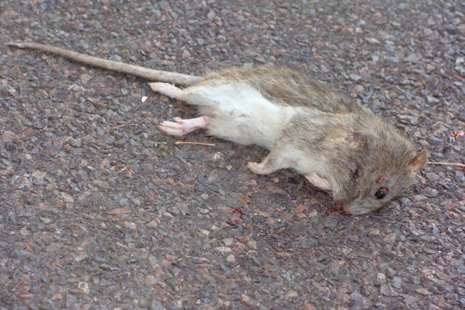 This dead rat in the East Bluff is but one of legions of rats that call Peoria home. And, according to one local garbage expert, North Peoria could become prime real estate for the furry rodents.