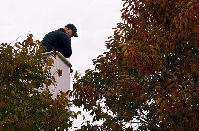 Quincy Park and Forestry Department worker Neil McQuinn decides where to hang the holiday lights outside city hall.