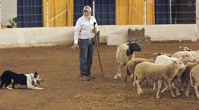 Danny Shilling of Greene County herds sheep with his dogs yesterday at the 16th National Small Farm Trade Show&Conference at the Boone County Fairgrounds. The event began yesterday and runs through tomorrow.