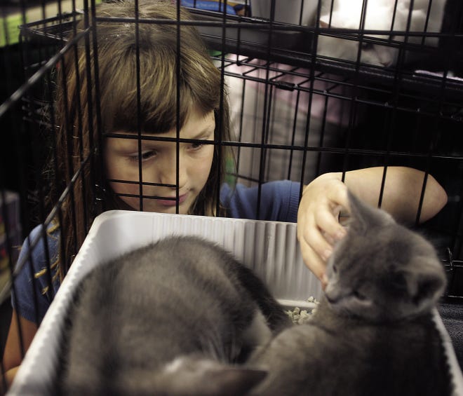 Trinity Marshall age 7 of Taunton pets a kitten at the Venture Grain pet adoption day.