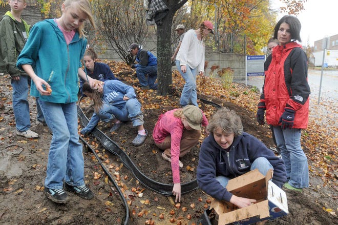Elisabeth Wells of Grafton, lower right, hands out bulbs to volunteers.