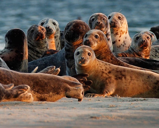 “Grey Seals, Chatham” by Paul Munroe of Hingham is on display along with other photographs by members of the South Shore Camera Club from November 25- January 2, 2009 in Vine Hall Gallery, South Shore Natural Science Center, Jacobs Lane, Norwell.
