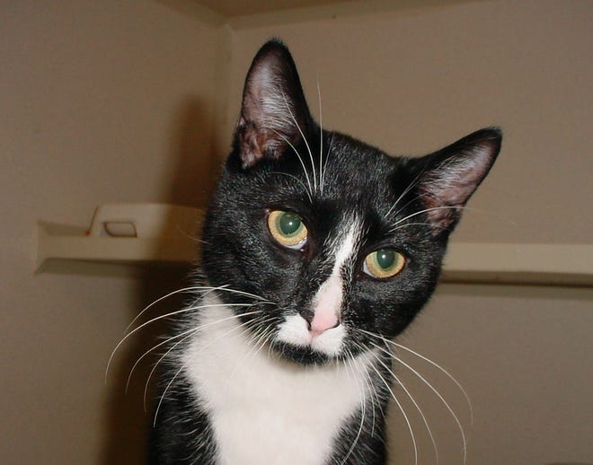 Socks, 6 months, is available at the Richard A. Stein Animal Shelter in Canton.