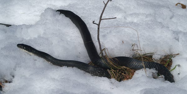 Monroe County Environmental Education Center naturalist Brian Hardiman spotted a black rat snake in the snow Oct. 30 near Blairstown, N.J.