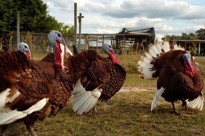 Heritage turkeys wander in the open at Ben Pate's turkey farm in Ruskin as workers rush to fill Thanksgiving orders.