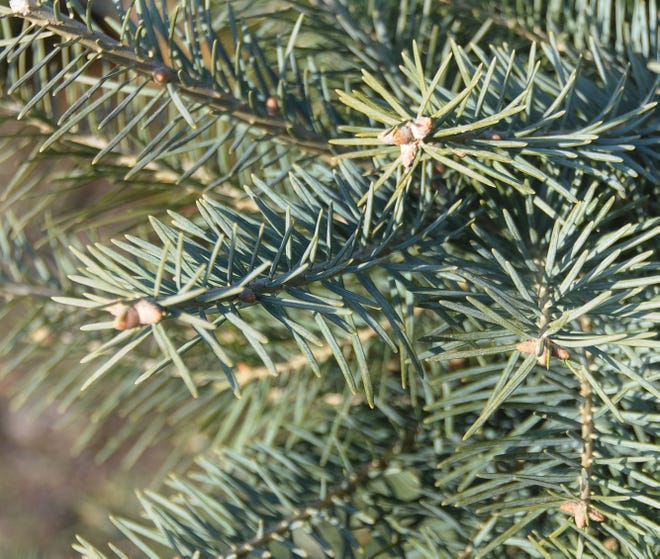 Concolor fir