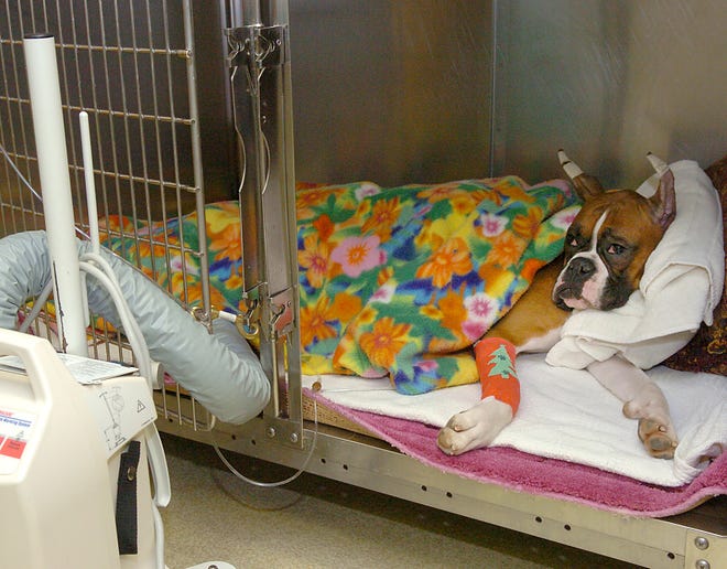 Eden, a 1-year-old boxer, recovers at Slade Veterinary Hospital in Framingham after undergoing surgery to remove a plastic bag that she ate.