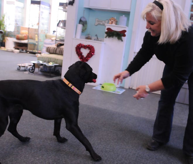 Lanie Mossey, president of Wishbone Pet Rescue and owner of Wild Dog Bowtique, plays with Chance the dog. Chance is a young black Labrador mix who was poisoned with antifreeze, hanged from a tree and beaten.