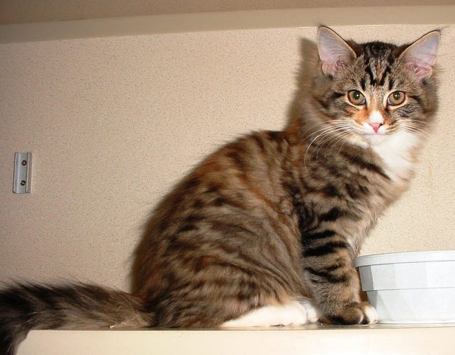 This kitten has great markings, long hair with a gorgeous gold color and tiger markings. Female, about 14 weeks old.