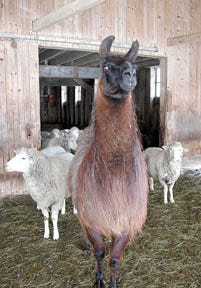 Simon the llama protects a flock of 23 sheep from coyotes. Llamas generally require the same care as sheep and are easy to take care of.