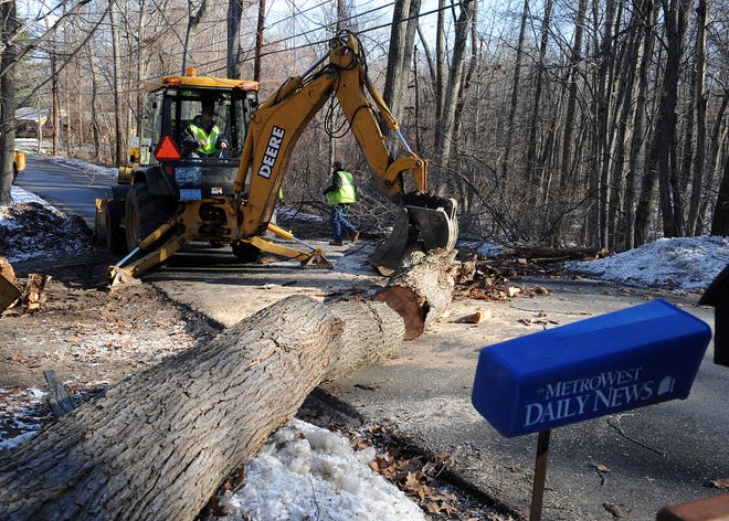 Ashland DPW employees work to remove a blocking Olive Street. High winds and a rotted base brought the tree down around 11 a.m. Workers had the road cleared by noon.