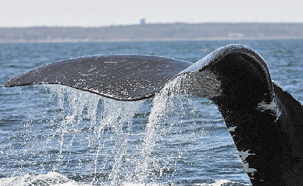 Federal surveyors believe they have found a wintering spot for the endangered right whale in the Gulf of Maine.