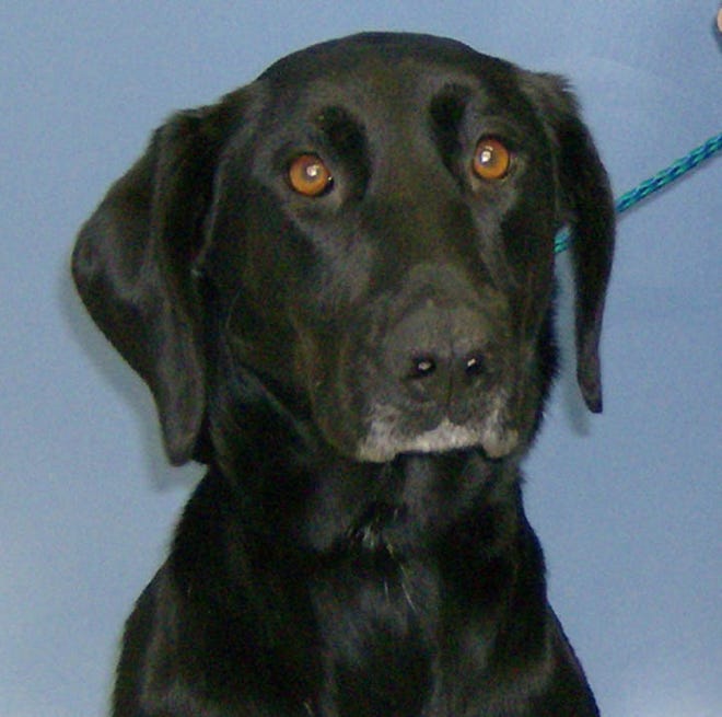 3 year old female/spayed Lab mix