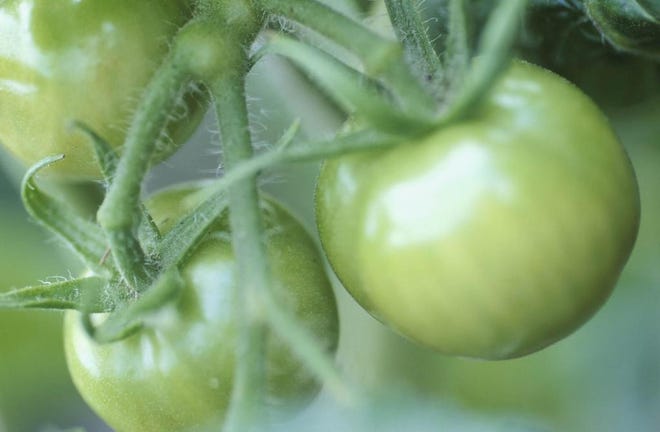 The best time to plant tomatoes is early March. If you plant later, insects and heat can affect production.