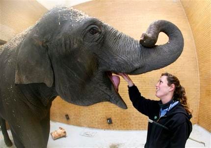 Kelly Schroer, elephant manager, feeds an elephant at the Buffalo Zoo in Buffalo, N.Y., Thursday Jan. 8, 2009. From New York to Los Angeles, hard financial times are threatening government support for zoos, aquariums and gardens.